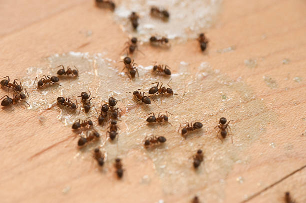 Best Pest Control for Businesses  in St Francis, WI